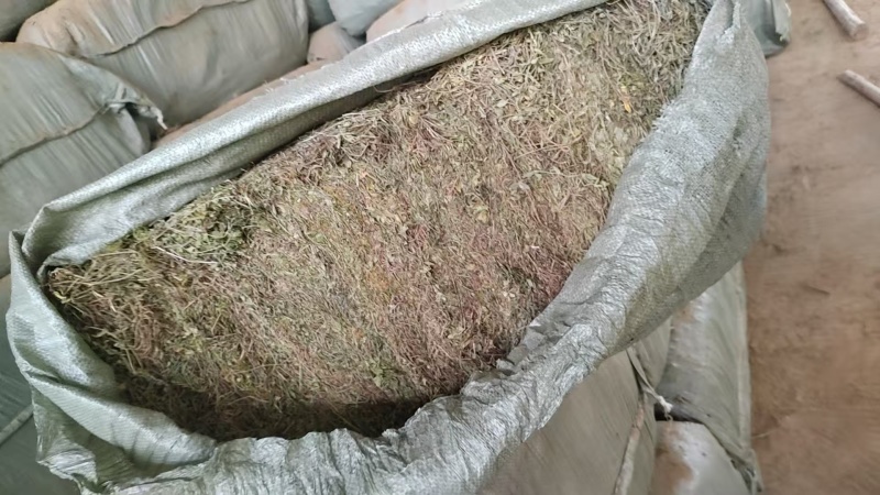 黄毛耳草大量上市产地直发可视频看货