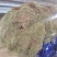 黄毛耳草大量上市产地直发可视频看货