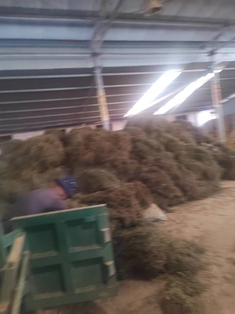 黄毛耳草对接各大平台全年有货质优价廉