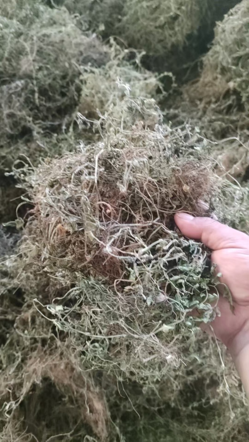 黄毛耳草对接各大平台全年有货质优价廉