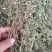 黄毛耳草对接各大平台全年有货质优价廉