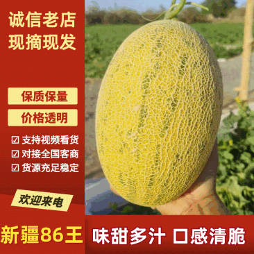 哈密瓜新疆86王哈密瓜，大量现货供应，实力代办视频看货