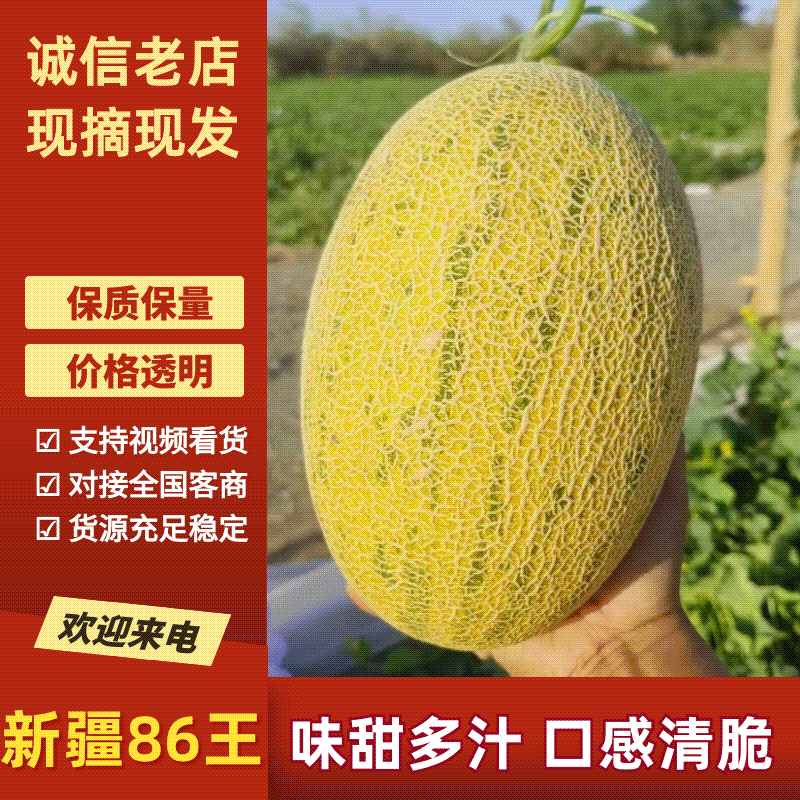 哈密瓜新疆86王哈密瓜，大量现货供应，实力代办视频看货