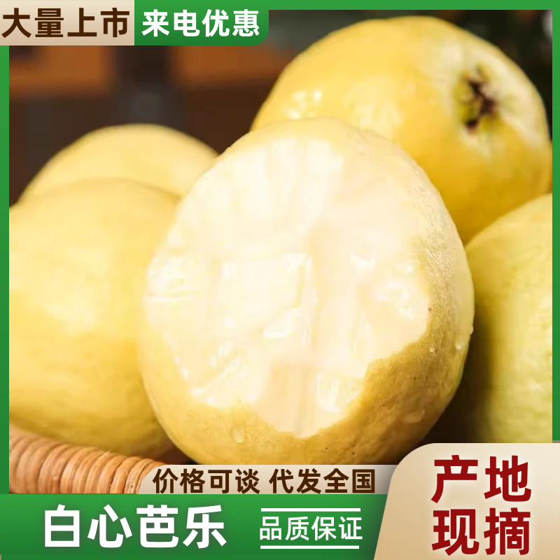 芭乐，红白心支持一件代发