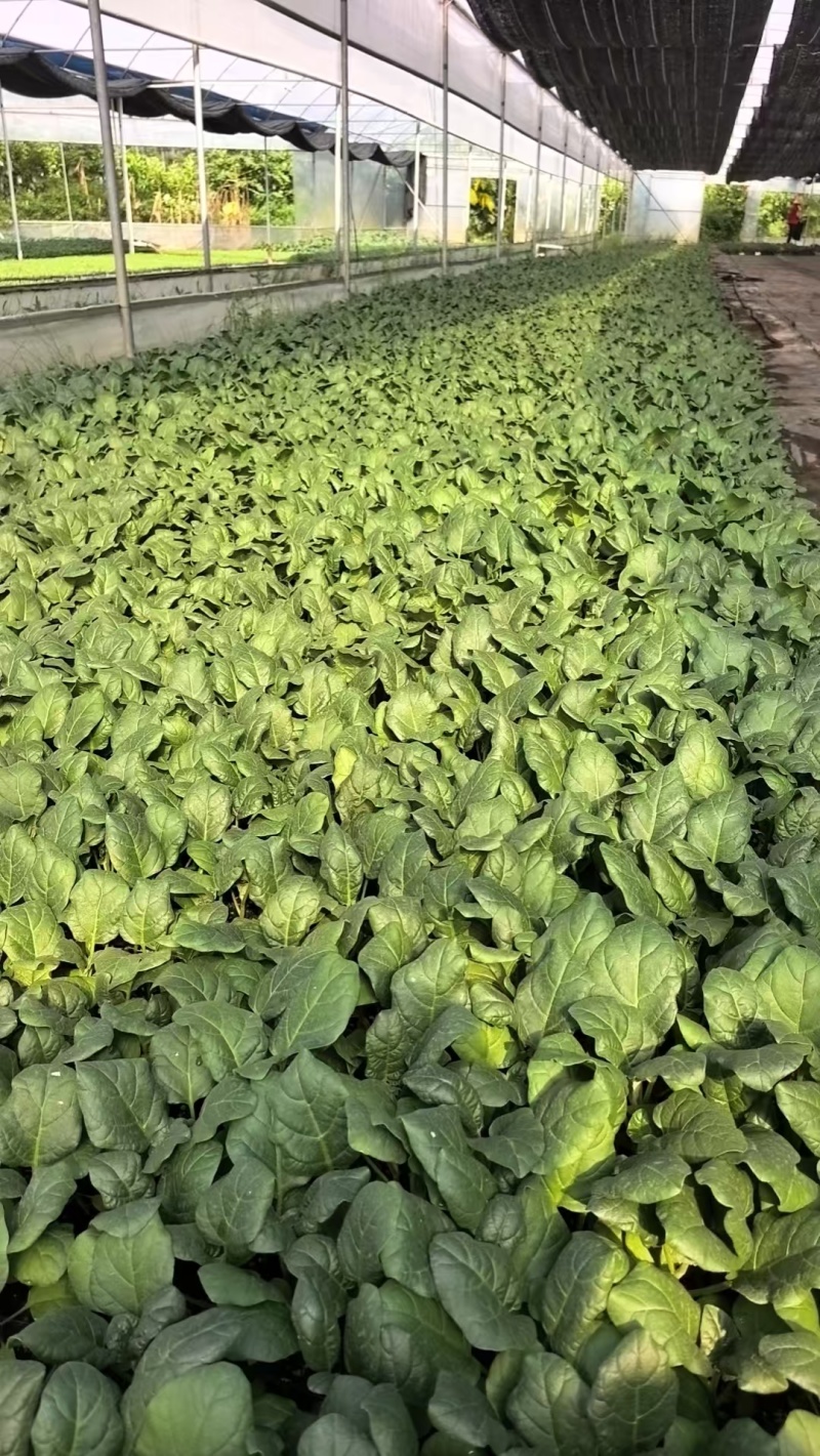 年销百万颗俊丰烧烤茄苗穴盘苗带土发货大量现货量大价优