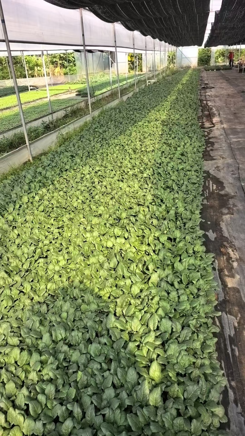 俊丰二号茄子苗烧烤茄苗穴盘苗带土发货基地直发海量货源