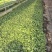 俊丰二号茄子苗烧烤茄子苗长茄苗穴盘苗基地海量货源技术指导