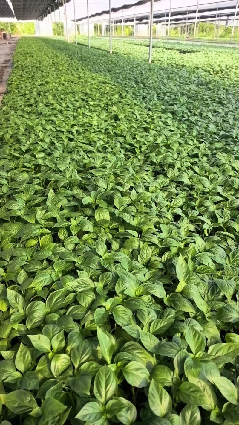 牛角椒苗辣椒苗基地穴盘苗根系发达成活率高提供技术指导