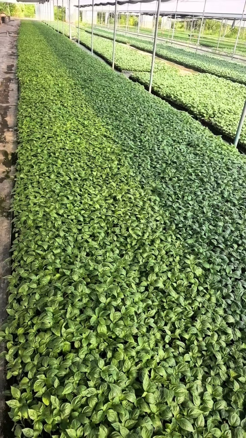 牛角椒苗辣椒苗基地穴盘苗根系发达成活率高提供技术指导