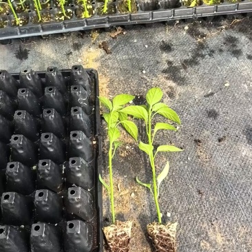 牛角椒苗辣椒苗基地穴盘苗根系发达成活率高提供技术指导