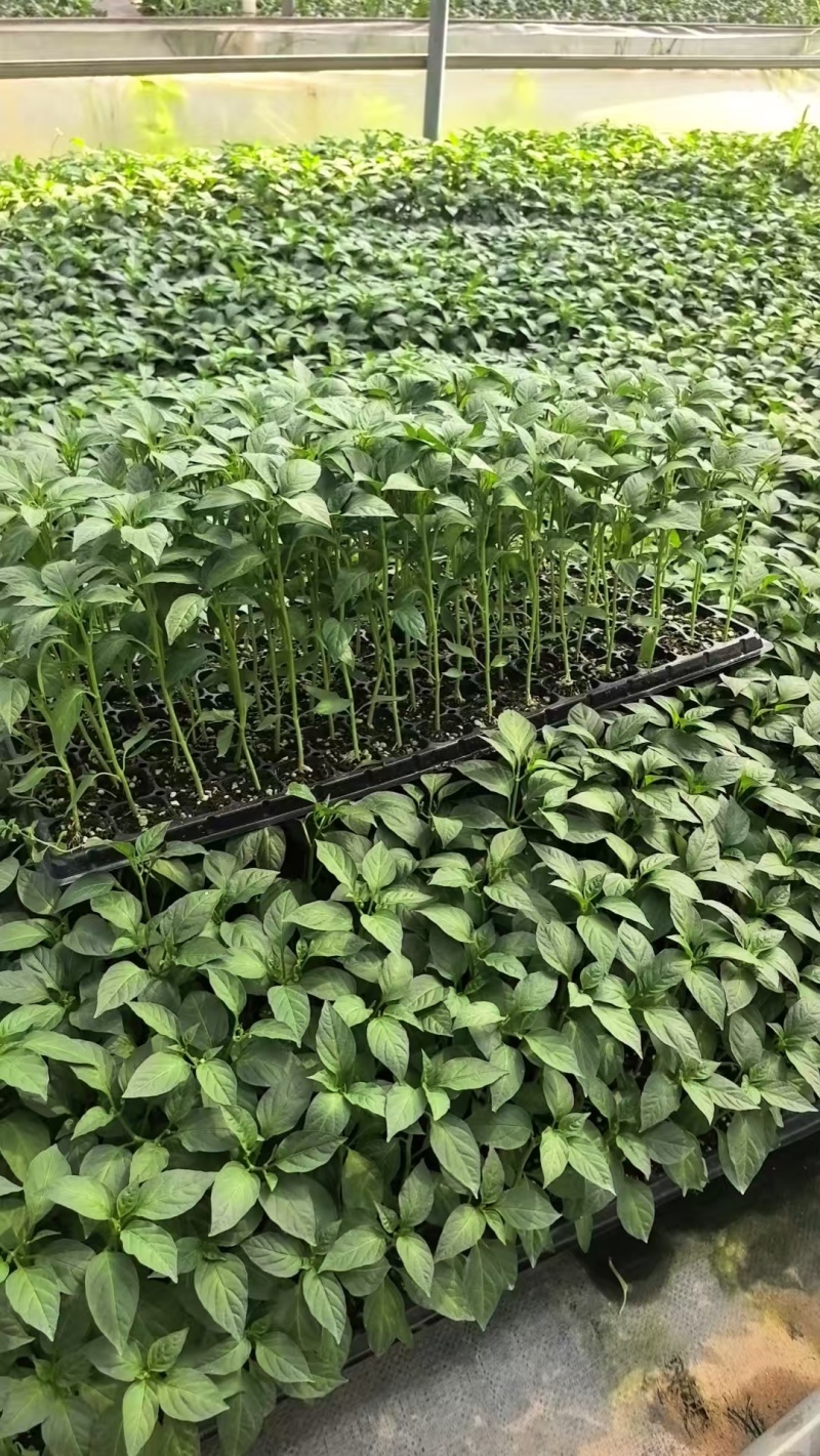 牛角椒苗辣椒苗基地穴盘苗根系发达成活率高提供技术指导