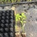 牛角椒苗辣椒苗基地穴盘苗根系发达成活率高提供技术指导
