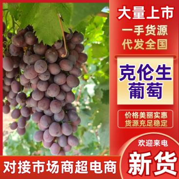 新疆塔城克伦生葡萄大量上市中，产地一手货源，视频看货致电