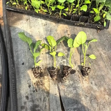 俊丰二号茄子苗烧烤茄子苗长茄苗穴盘苗基地海量货源技术指导