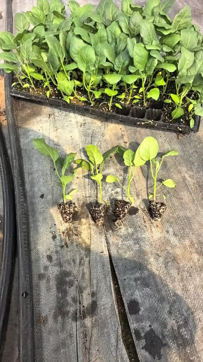 俊丰二号茄子苗烧烤茄苗穴盘苗带土发货基地直发海量货源