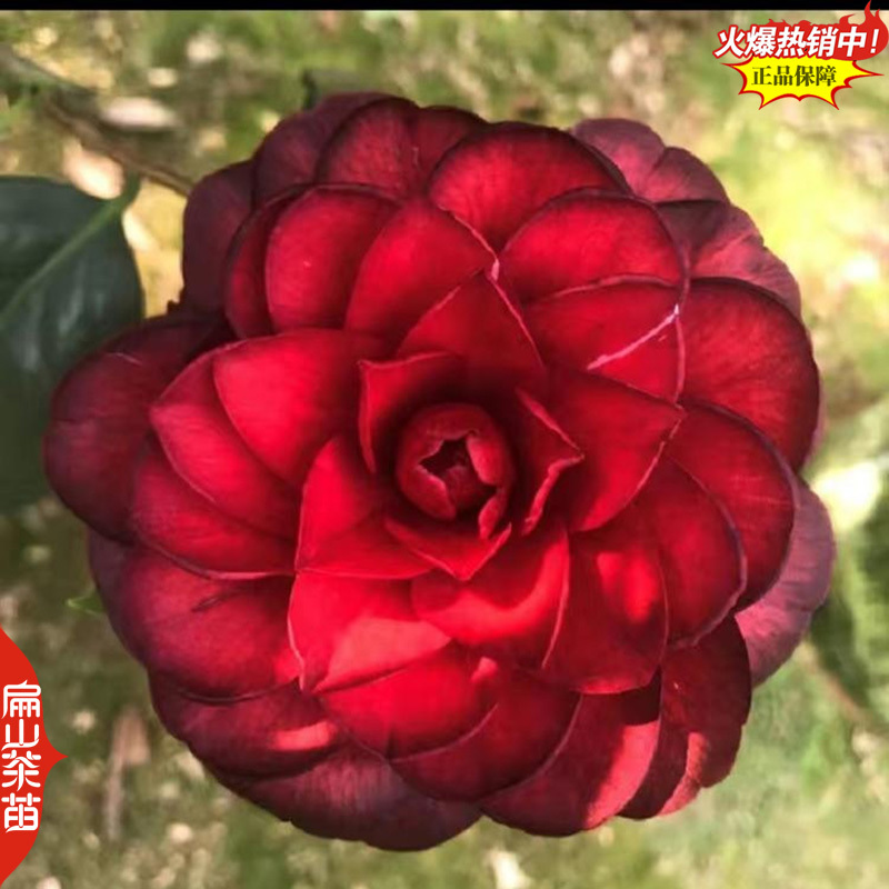 福建扁山茶花苗木场颜色品种粉红黄色白色大红黑色系小杯