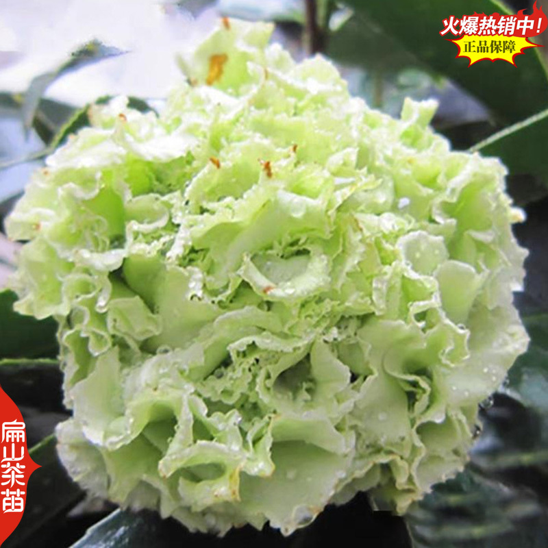 福建扁山茶花苗木场颜色品种粉红黄色白色大红黑色系小杯