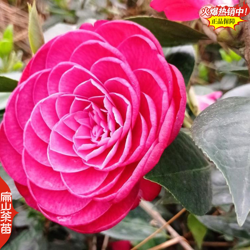25华东茶花树苗华北茶花苗东北南方华南方茶树大杯苗