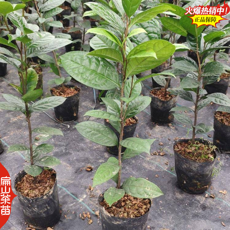 25华东茶花树苗华北茶花苗东北南方华南方茶树大杯苗