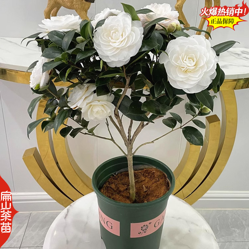 25华东茶花树苗华北茶花苗东北南方华南方茶树大杯苗