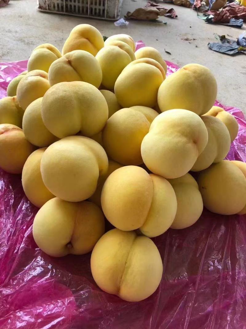 山东黄桃精品黄桃基地一手货源可视频看货全国发货