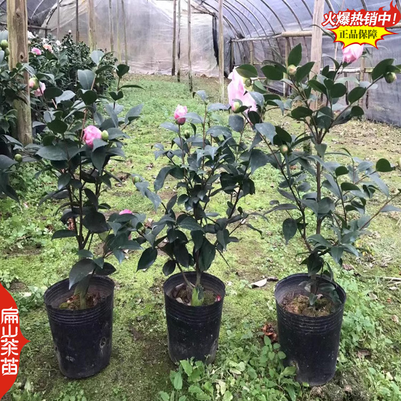 扁山茶花苗培育基地供货省:广东云南江西湖南贵州湖北45C