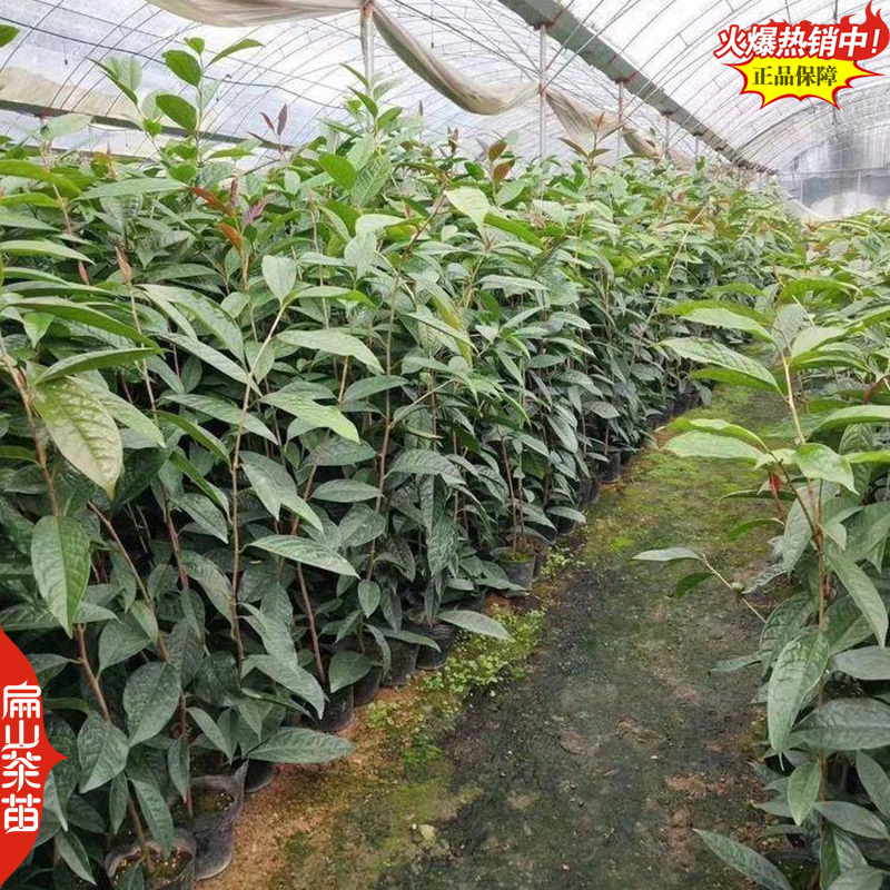 扁山茶花苗培育基地供货省:广东云南江西湖南贵州湖北45C