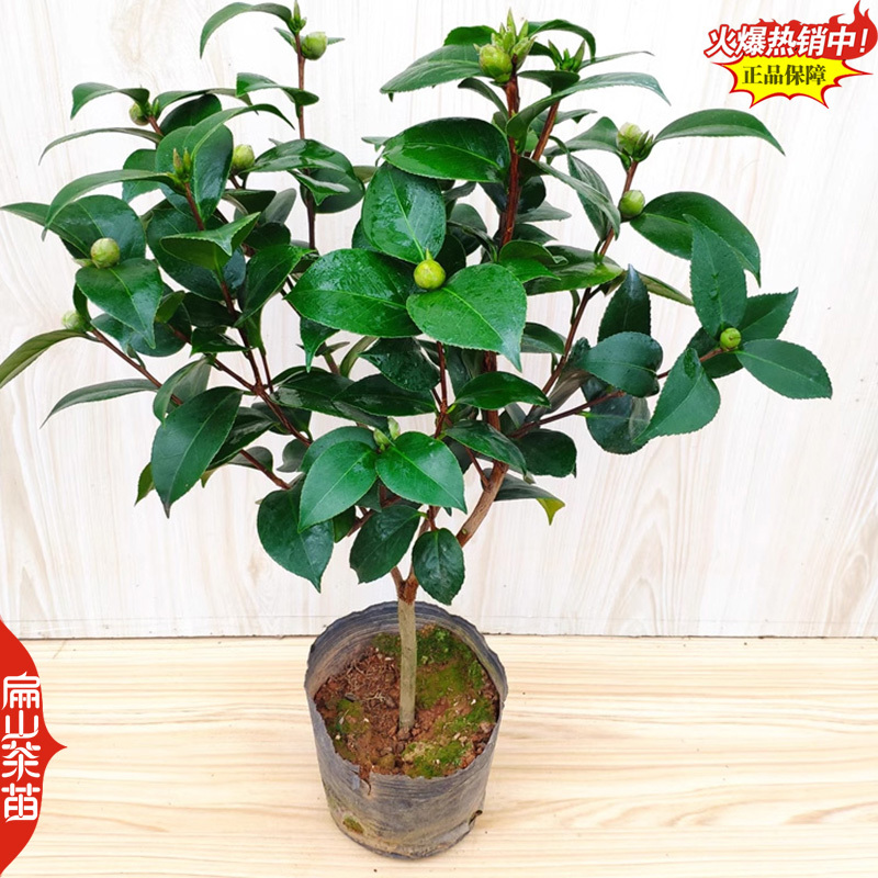 10万珠茶花苗红喜糖(台湾)春之台(日本)独孤求败茶花苗