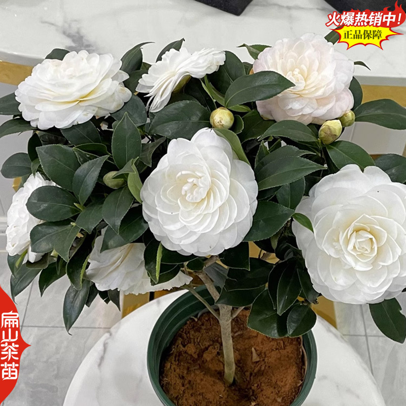 10万珠茶花苗红喜糖(台湾)春之台(日本)独孤求败茶花苗