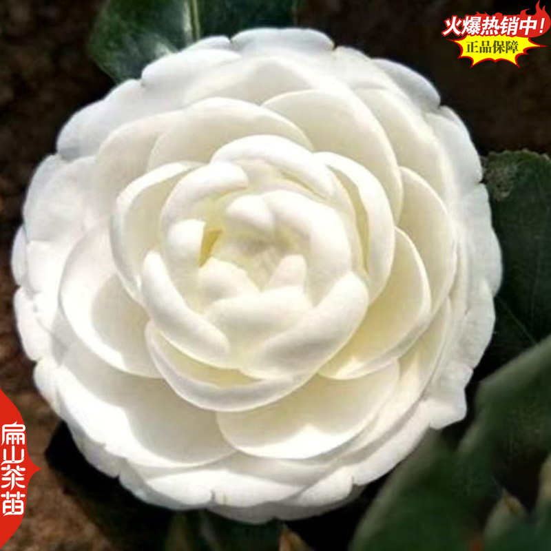 10万珠茶花苗红喜糖(台湾)春之台(日本)独孤求败茶花苗
