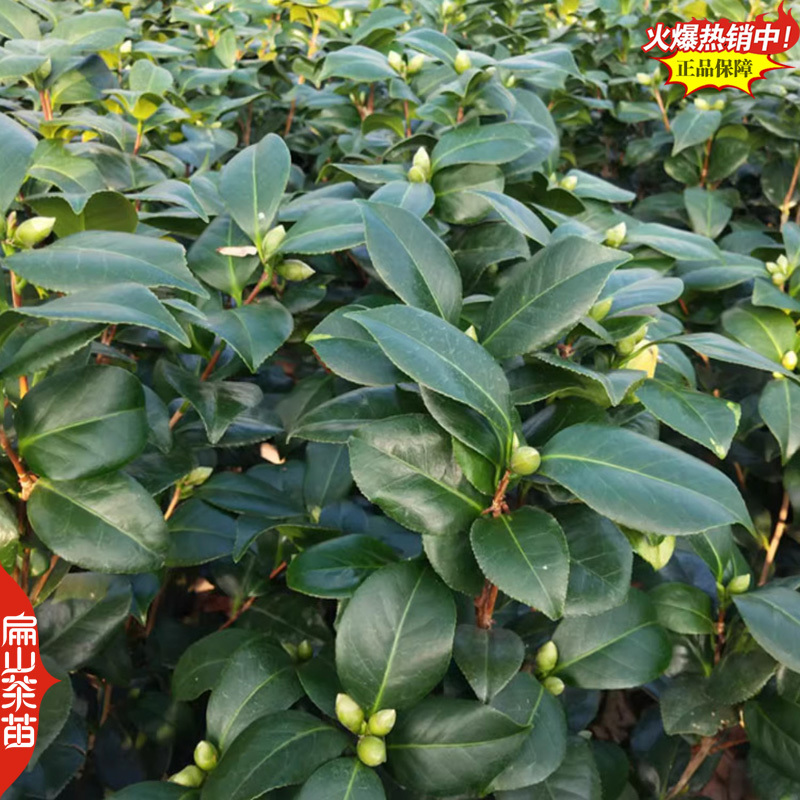 2雅特斯茶花苗哈里森成吉思汗大乔哈罗德100个茶花苗品种