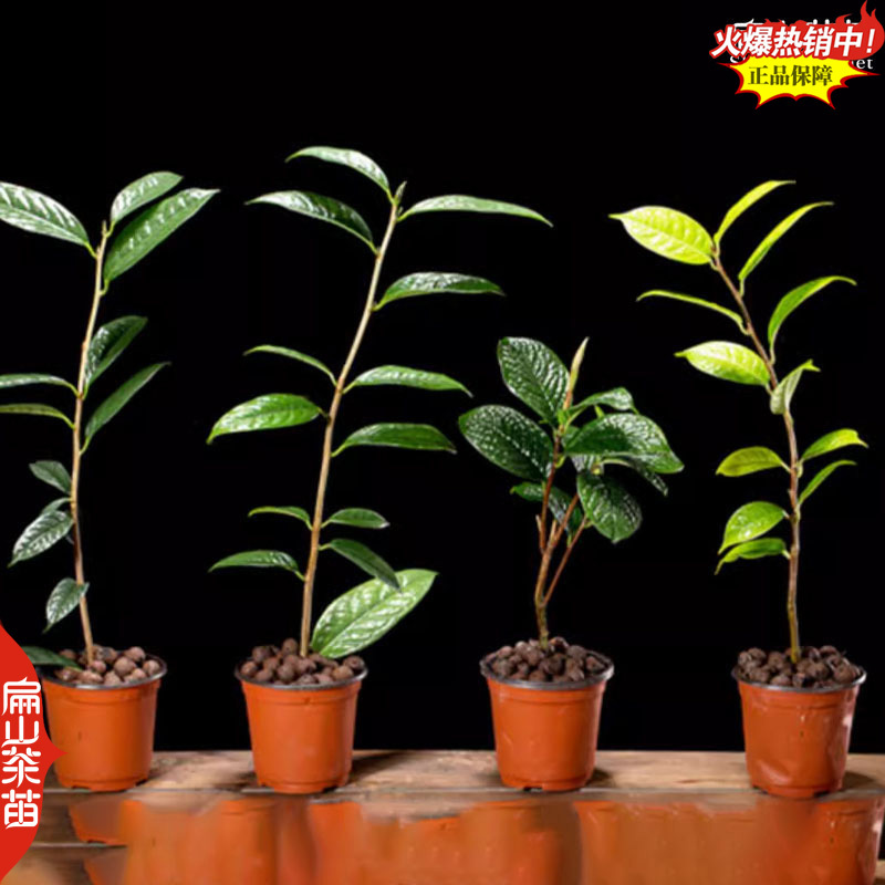 2雅特斯茶花苗哈里森成吉思汗大乔哈罗德100个茶花苗品种
