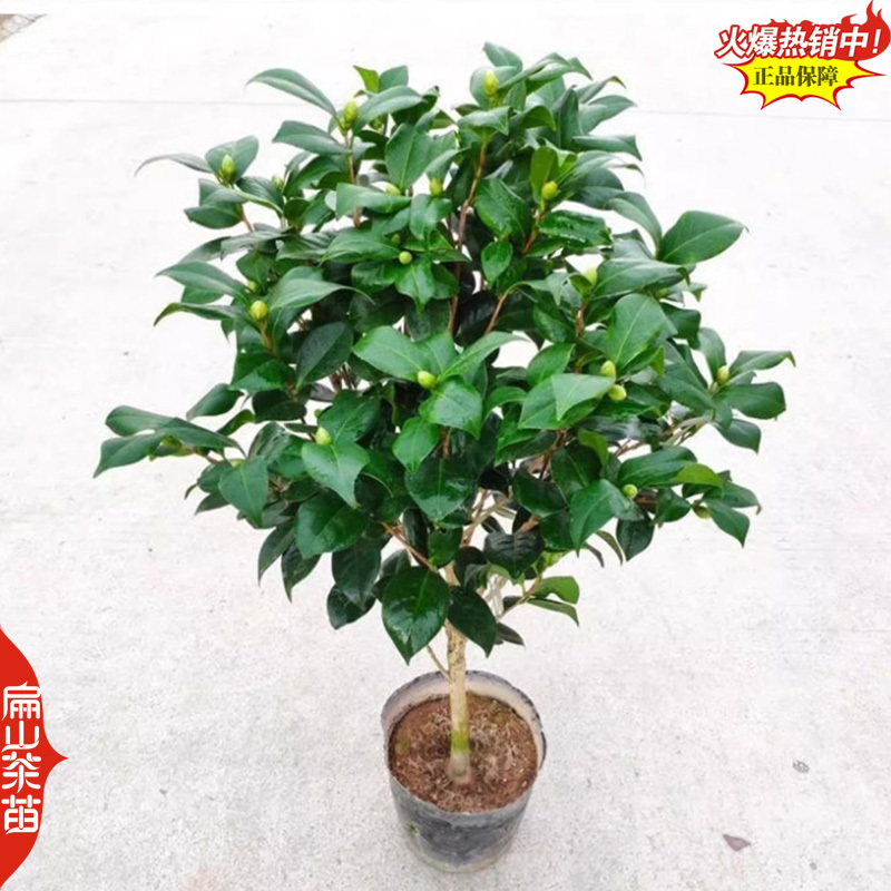 2雅特斯茶花苗哈里森成吉思汗大乔哈罗德100个茶花苗品种