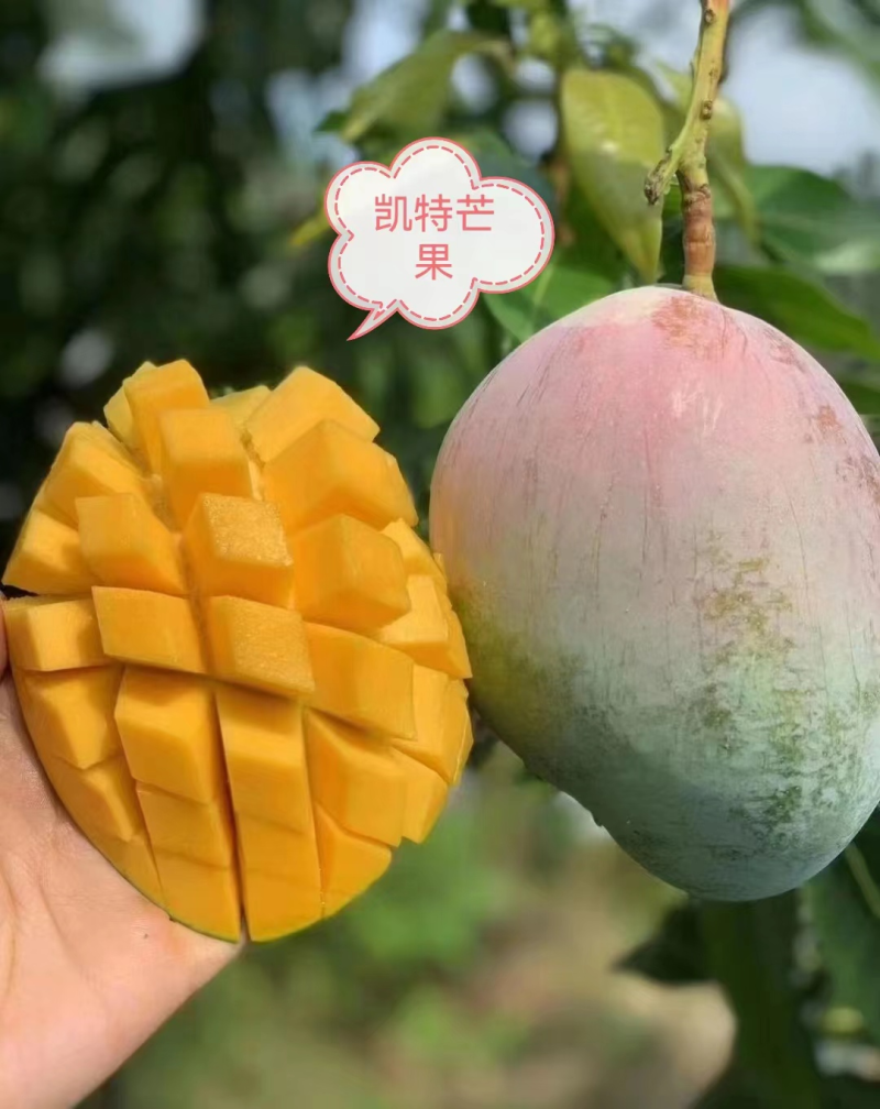 四川凯特芒果对接商超市场产地大量上市基地直发