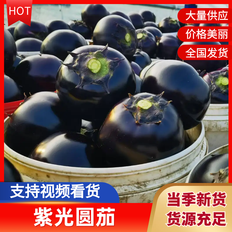圆茄紫光圆茄山东寿光精品茄子产地直销可对接各大电商平台