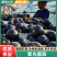 【实力推荐】山东寿光紫光圆茄产地直销量大从优可视频看货
