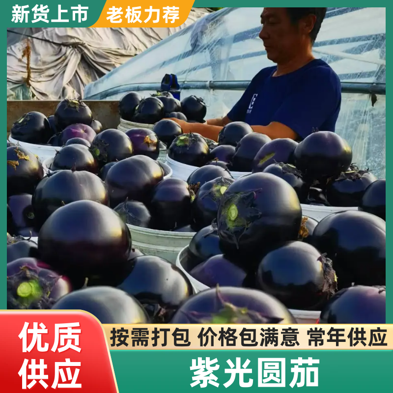 【实力推荐】山东寿光紫光圆茄产地直销量大从优可视频看货