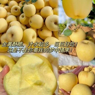 山东黄元帅苹果产地一手货源，现摘现发量大价优，视频看货
