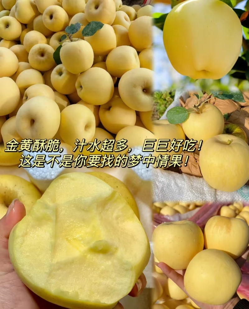 山东黄元帅苹果产地一手货源，现摘现发量大价优，视频看货