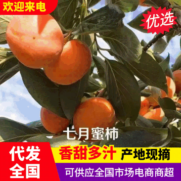 七月黄柿子/陕西柿子/陕西渭南大荔柿子/产区发货