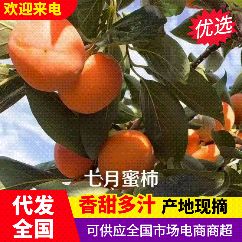 七月黄柿子/陕西柿子/陕西渭南大荔柿子/产区发货