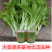 【名秀45】基地早熟灌装优良白菜苔种子多茬采收正品原装