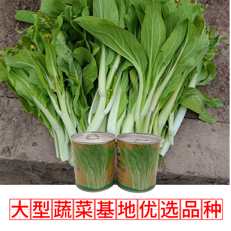 【名秀45】基地早熟灌装优良白菜苔种子多茬采收正品原装