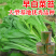 【名秀45】基地早熟灌装优良白菜苔种子多茬采收正品原装