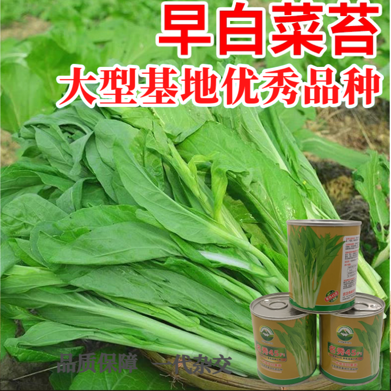 【名秀45】基地早熟灌装优良白菜苔种子多茬采收正品原装