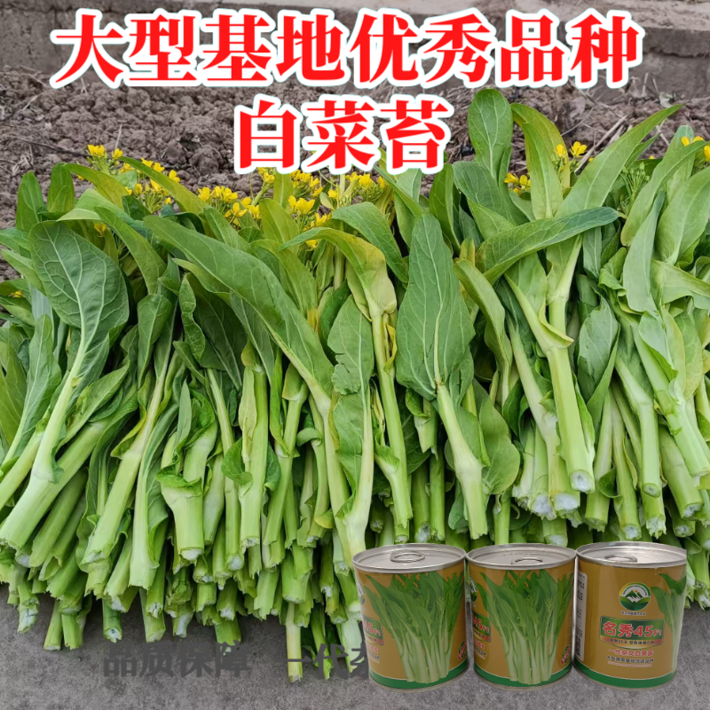 【名秀45】基地早熟灌装优良白菜苔种子多茬采收正品原装