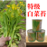 【名秀45】基地早熟灌装优良白菜苔种子多茬采收正品原装