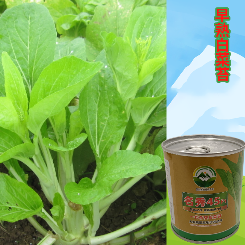【名秀45】基地早熟灌装优良白菜苔种子多茬采收正品原装