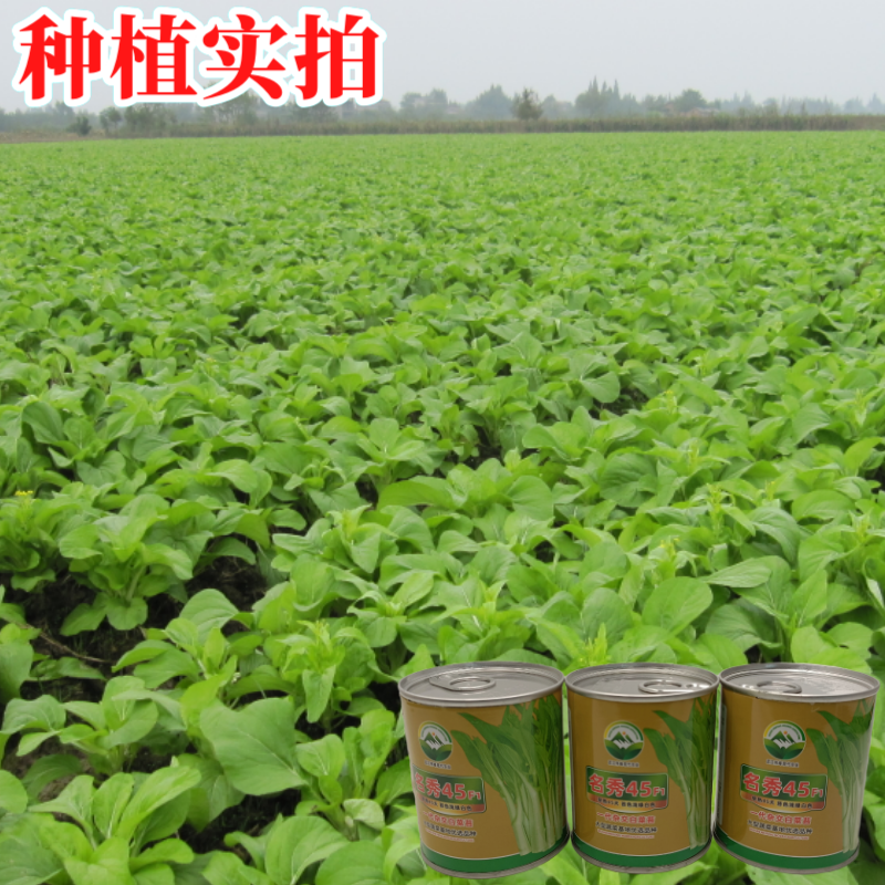【名秀45】基地早熟灌装优良白菜苔种子多茬采收正品原装