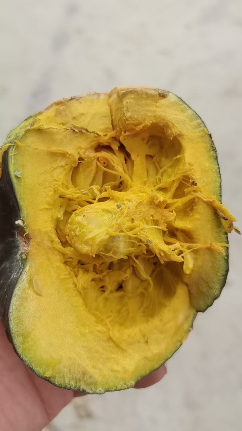 【贝贝南瓜】内蒙古产区货源充足可视频看货皮薄肉厚欢迎采购